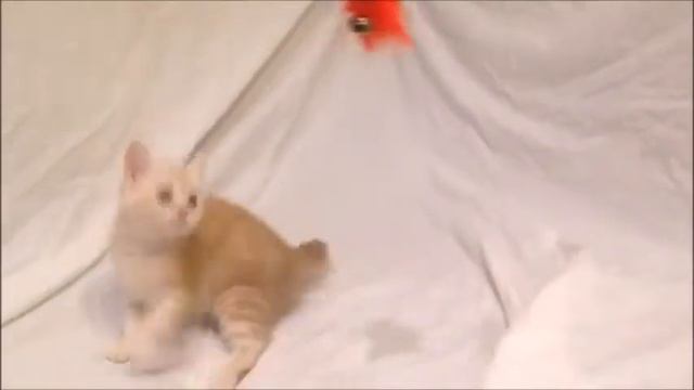 Великолепный мальчик красный мрамор! Британские котята питомника. Элитные британцы. смотреть онлайн