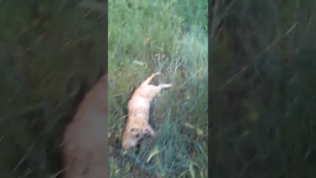 Кажется нашли мертвого львёнка смотреть онлайн
