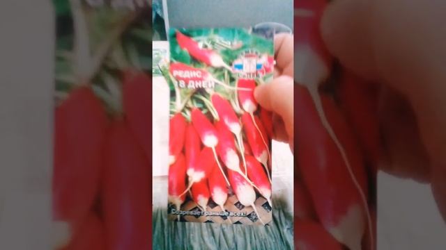 Замочив семена редиса, получите ранний урожай. смотреть онлайн