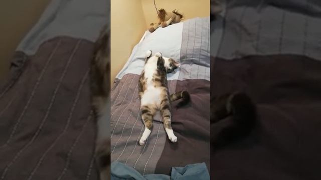 Приветик из дома от кошки Диночки. Петербург приют смотреть онлайн