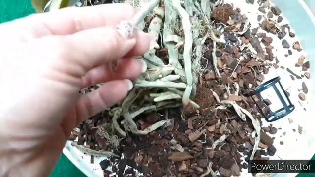 Торфяной стаканчик 5 лет в субстрате с орхидеей. Фаленопсис пересадка и омоложение. смотреть онлайн