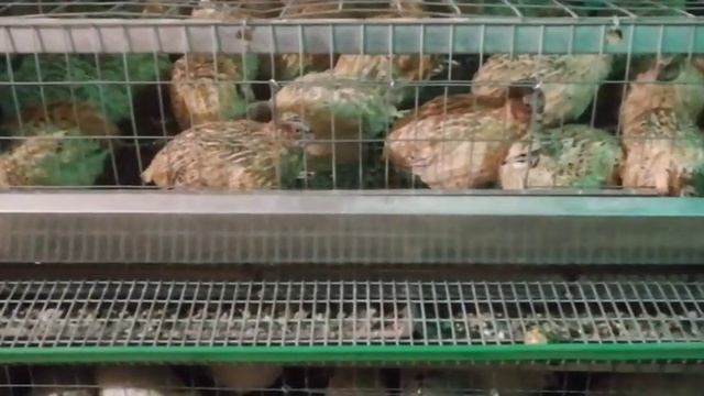 Техасский бройлер вес в 5 недель. смотреть онлайн