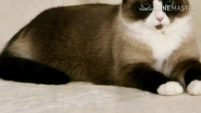 Топ 17 самых красивых пород кошек смотреть онлайн