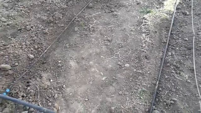 ВИНОГРАД посадка винограда весной || виноград черенок || сажать виноград смотреть онлайн