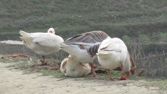 Canon PowerShot SX430 IS Sample Video смотреть онлайн