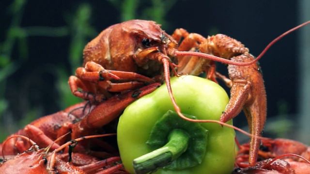 Астрология подскажет... смотреть онлайн