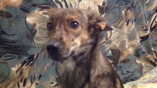 Как мужик ругает собаку Калидор ржак!!!! смотреть онлайн