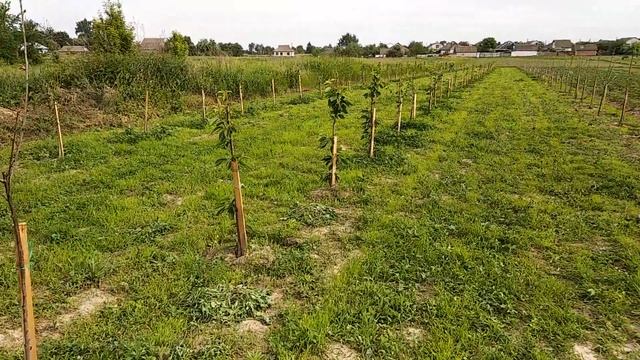 Черешневый сад 2019 (30 дней после пасадки сажанцев) смотреть онлайн