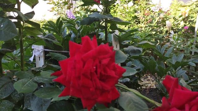 Розы в саду. Королева Елизавета, Пульман Ориент Экспресс, Алан Сушон .Blooming roses. смотреть онлайн