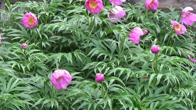 Шмель собирает нектар