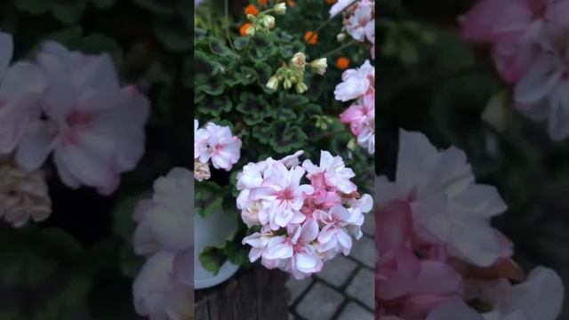 #22. Пеларгония Elnaryds Alexis. смотреть онлайн