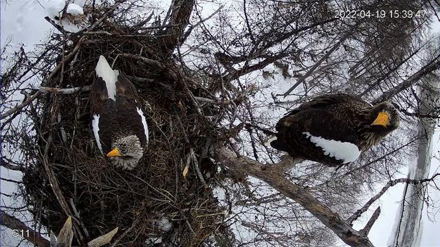 Гнездо Белоплечего орлана в Магаданском заповеднике 19 04 2022 #2 смотреть онлайн