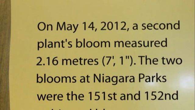 Niagara Parks Floral Showhouse's Titan Arum - The World's Tallest Flower смотреть онлайн