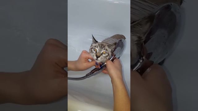 Кто сказал что коты боятся воды)))) смотреть онлайн