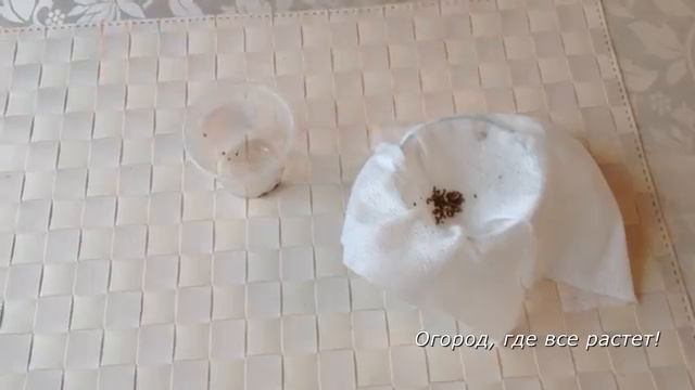 Как ускорить всхожесть семян МОРКОВИ, УКРОПА, ПЕТРУШКИ.mp4 смотреть онлайн