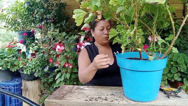 geranio chino o pelargonium, trasplante, cuidados y tips para control de plagas. смотреть онлайн