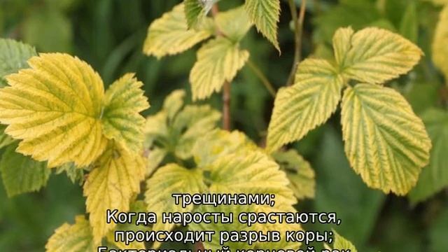 Болезни малины смотреть онлайн