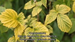 Болезни малины