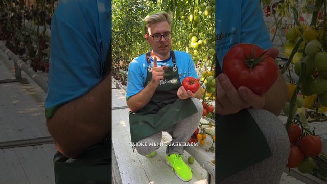 ПОДКОРМКА ТОМАТОВ смотреть онлайн