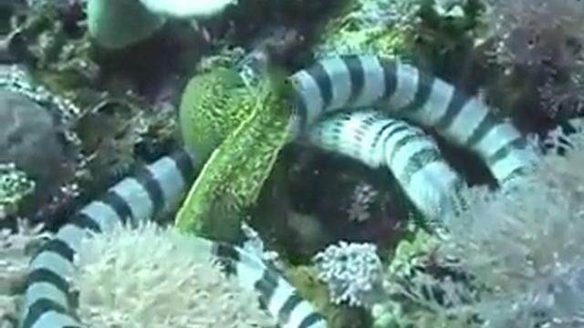 Морская змея пожирает мурену, удивительные кадры смотреть онлайн