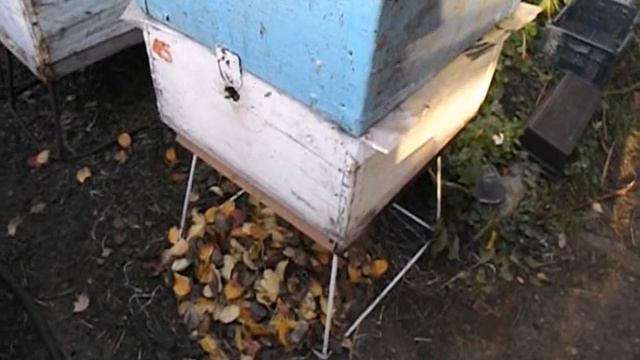 можно ли отбирать мед в октябре и готовить пчел в зиму так поздно ? смотреть онлайн