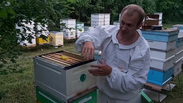 Островная карника от Сергея Рауша получение и подсадка. смотреть онлайн