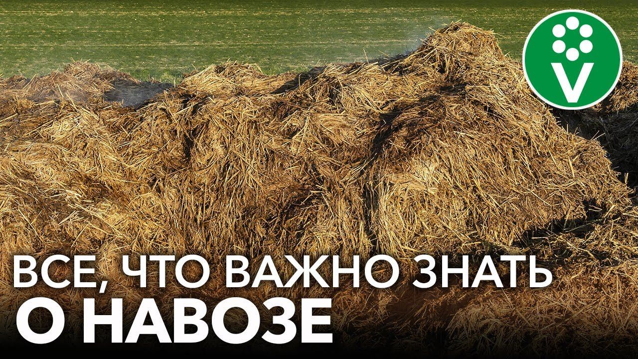 САМОЕ ВАЖНОЕ О НАВОЗЕ ДЛЯ НАЧИНАЮЩИХ! Когда вносить, нормы и правила использования навоза