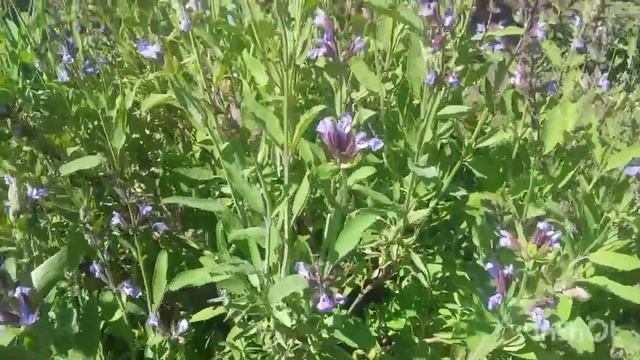 Шалфей в саду и его цветение!!!????