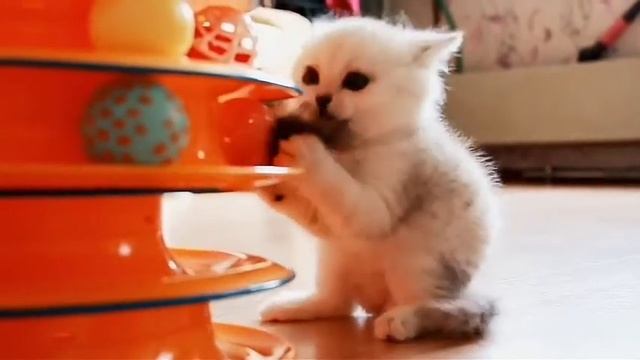 День из жизни котенка