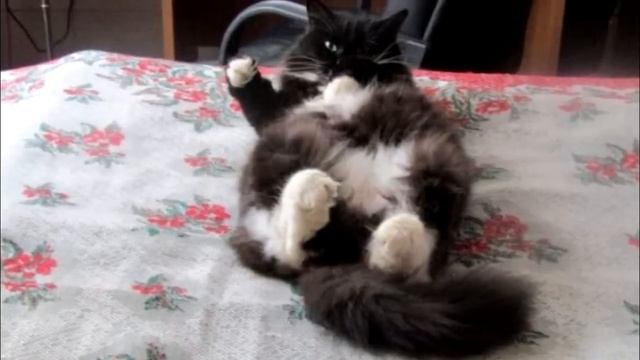 Кошка уже не могла есть и пить, но при виде женщины замурлыкала из последних сил!