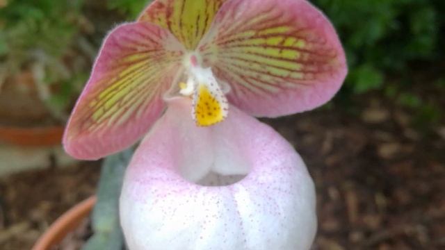 Цветение #Paphiopedilum#micranthum смотреть онлайн