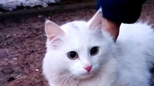 Белая кошка в доме:? что расскажут приметы о питомце в снежной шубке