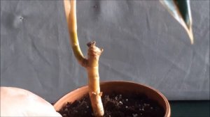 Формирование пышного кустика аглаонемы