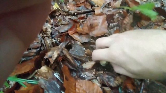 MUSHROOMS 2023 ? BOLETUS EDULIS MUSHROOMS PICKING!