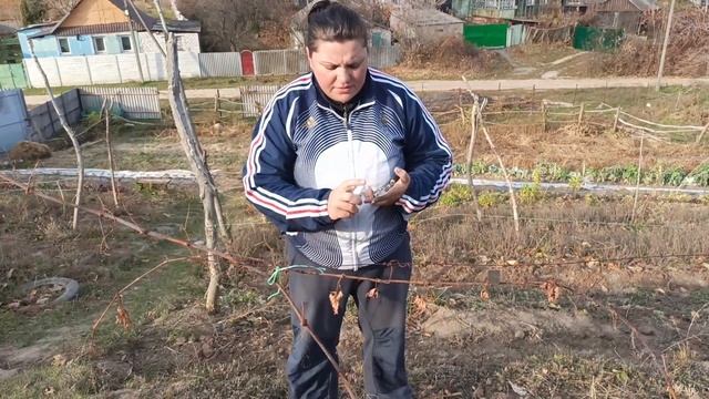 Варианты формировки кустов молодого винограда, и их корректировка. смотреть онлайн