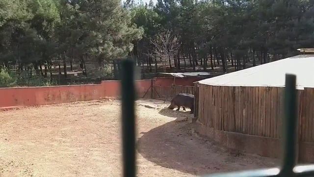 Зоопарк в Турции самый большой в Газыантеп где живёт Кемаль смотреть онлайн