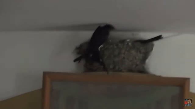 Всякое дыхание да хвалит Господа! Ласточки поют в храме вместе с хором смотреть онлайн