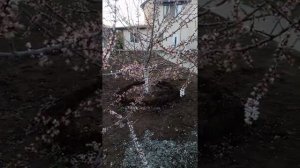 Абрикос сорта Манитоба в Средней полосе России