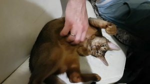 Абиссинская кошка.