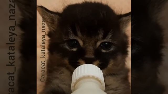 ЧЕРНЫЙ КАРАКЕТ Ф2 смотреть онлайн
