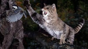 |О да КВ﹤3•коты воители подборка мапов|