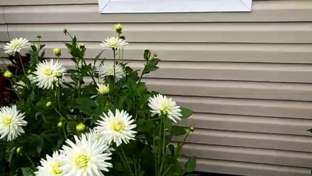 Когда сажать георгины