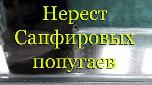 Разведение Сапфирового попугая от А до Я, выращивание малька: 120 дней за 30 минут, пояснения, нюанс