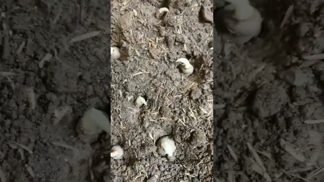 How To Grow Turmeric From Rhizomes. #plants #nature #vegetables #decoration #activity