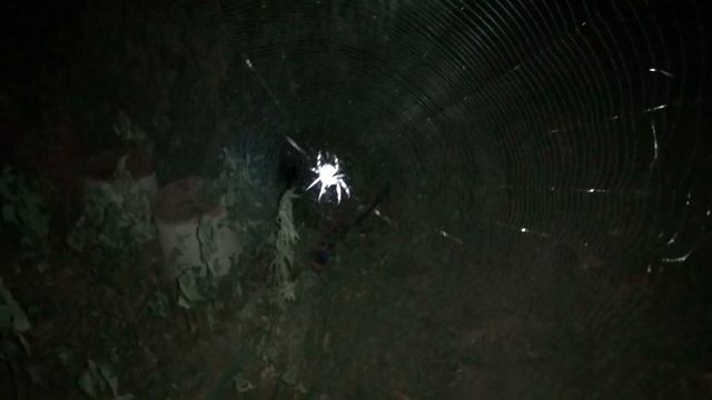 Жирный, полосатый паук на которого я чуть не нарвался ночью. смотреть онлайн