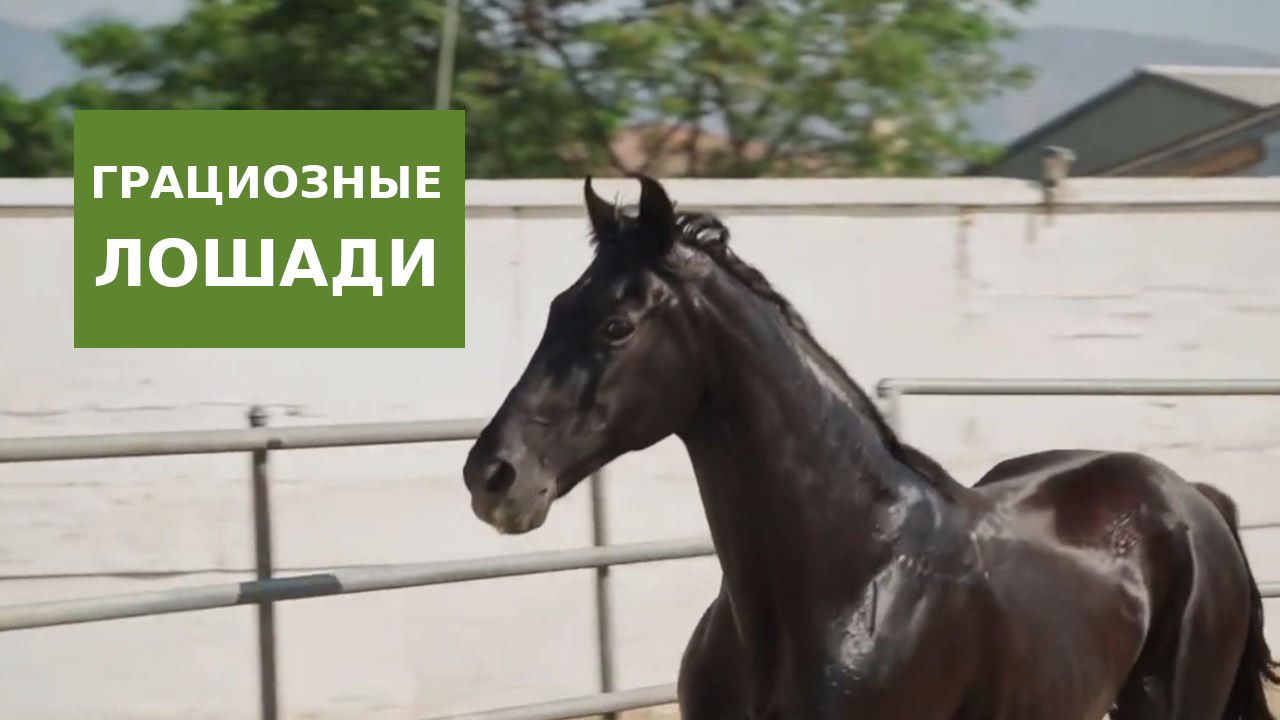 Грациозные лошади