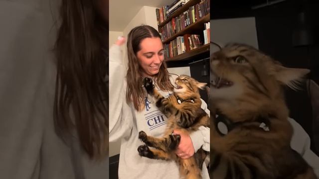 Funny Dogs And Cats Videos 2023 ? - Best Funniest Animal Videos Of The Month #1 смотреть онлайн