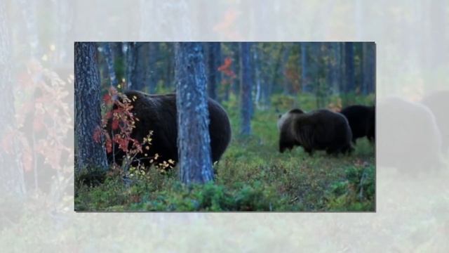 Животные леса. Презентация для детей. Окружающий мир. смотреть онлайн