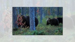 Животные леса. Презентация для детей. Окружающий мир.