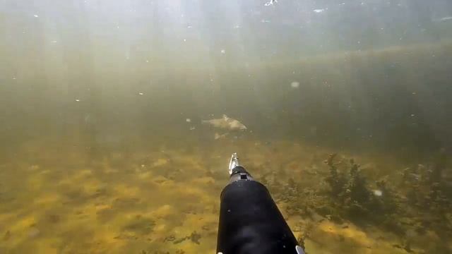 Сазаний рай